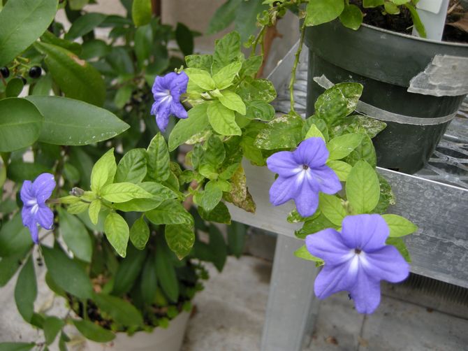 Planten tolererer ikke varme og reagerer på den med et fald i antallet af knopper, gulning og tørring af bladene.