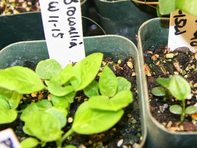 Reproduktion af brovallia