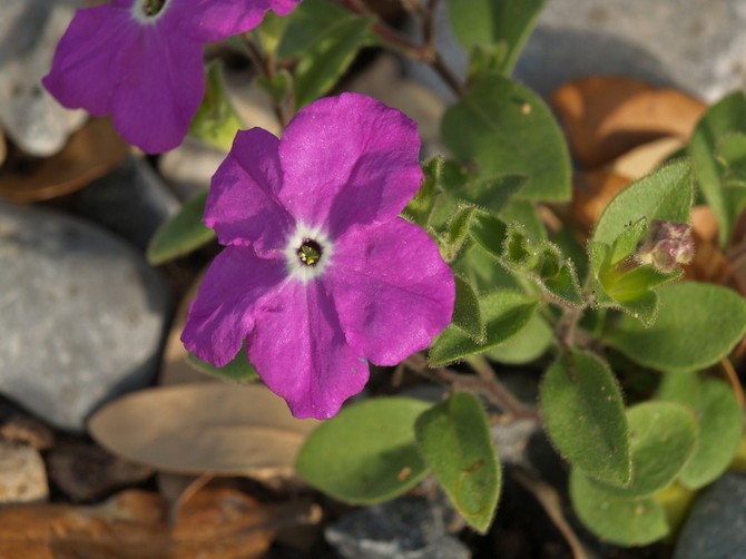 Populære typer af brovallia