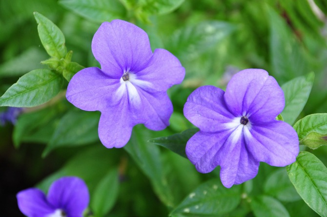 Brovallia - hjemmepleje. Dyrkning, transplantation og reproduktion af brovallia. Beskrivelse, typer, fotos