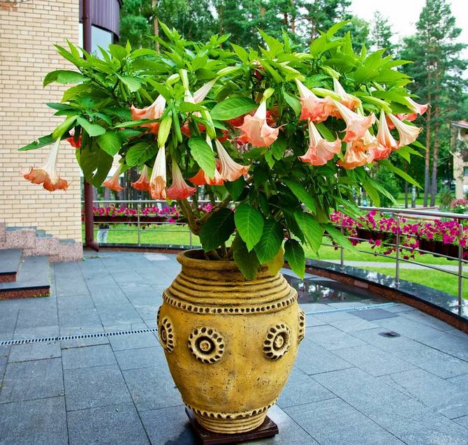 كيف ينمو شجيرة بروغمانسيا