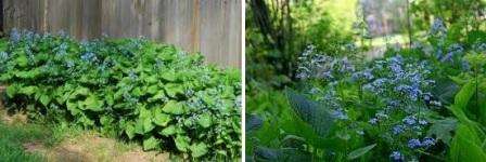 Brunereita on useita, jokaisella hoidolla on omat ominaisuutensa. Siperian kukka ei pelkää pakkasta eikä tarvitse runsaasti kastelua.