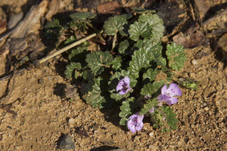 Boudre kræver rigelig vanding og høj luftfugtighed