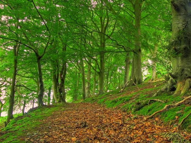 Skovbøg. Foto, beskrivelse og ejendomme
