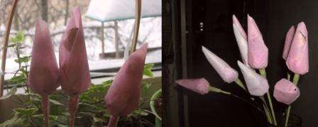 ثني زاوية اللباد أولاً ، ثم حاول لف الكيس. أنت الآن بحاجة إلى إدخال حلوى على عصا داخل الحقيبة. في القاعدة ، تحتاج إلى تثبيت اللباد وتشكيل برعم. القاعدة مختومة بشريط لاصق. الجذع ملفوف بشريط. تُترك الأزهار النهائية لتوضع في مزهرية أو تُزين على شكل باقة.