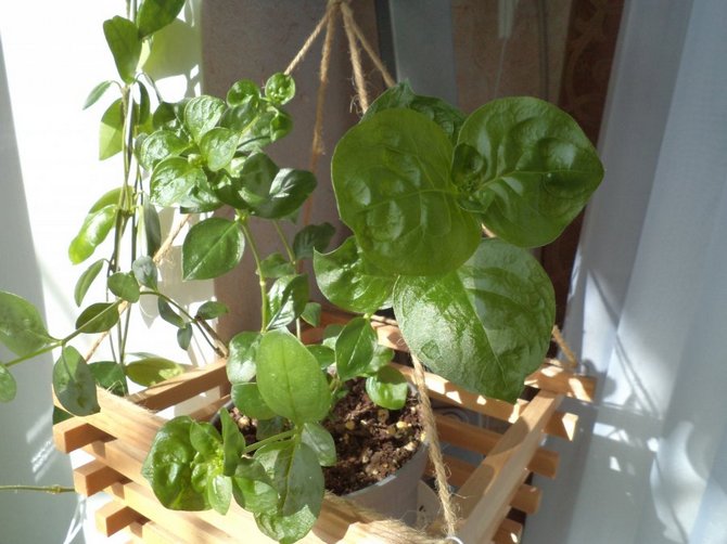 Over vinteren kan bouvardia strække sig meget.