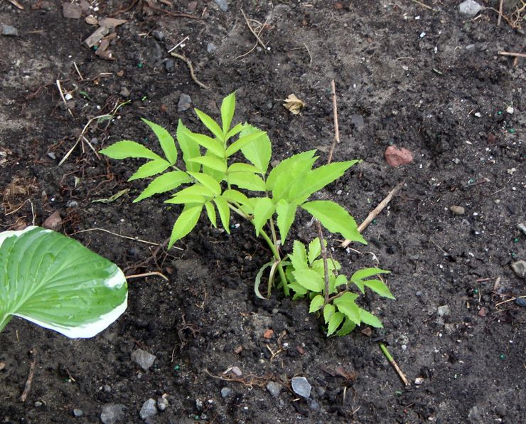 Plantning af hyldebær i åbent terræn