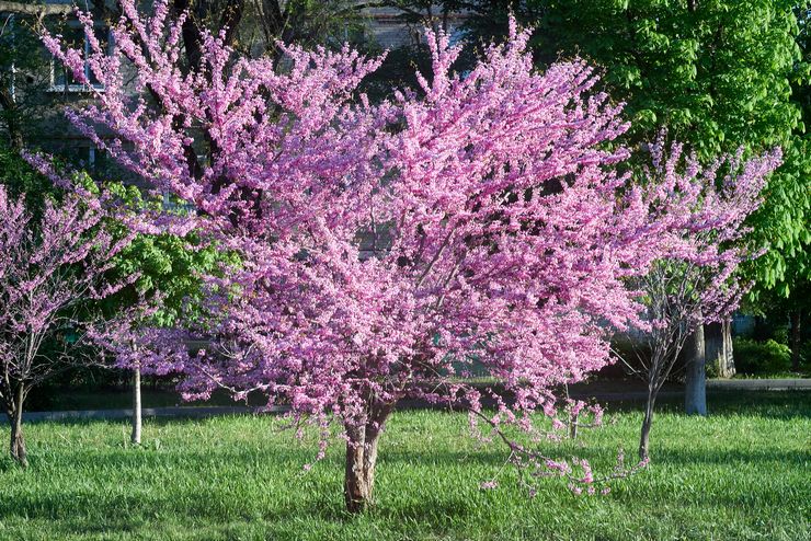 مصنع Cercis