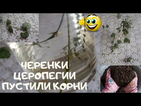 Τα μοσχεύματα της κεροπεγίας Voodoo ριζώθηκαν στο νερό για μια εβδομάδα και φυτεύτηκαν σε κύπελλα με χώμα.