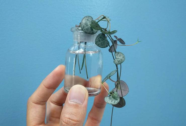 Διάδοση της κηροπηγίας με κονδύλους αέρα