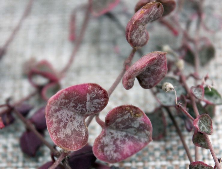 Ασθένειες της κηροπηγίας