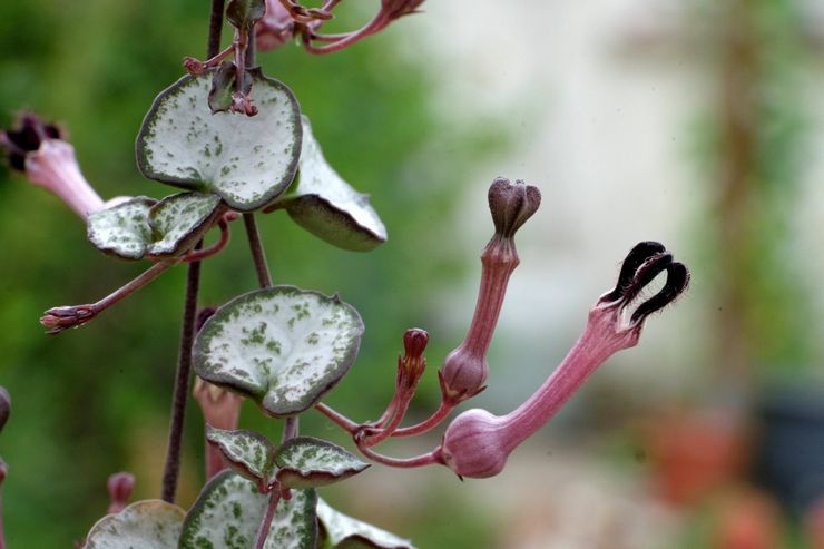 Ceropegia Wood