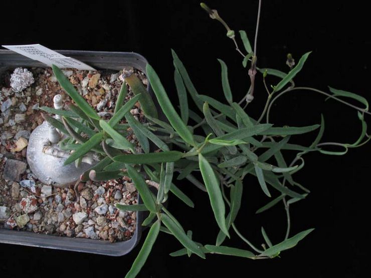 Αφρικανική κεροπεγία