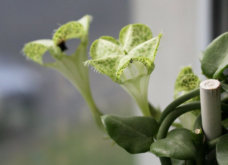 Κηροπηγία του Sanderson