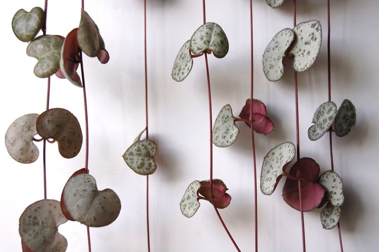 Περιγραφή της κηροπεγίας