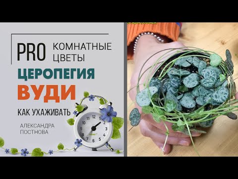 Ceropegia Woody | Μυστικά φροντίδας