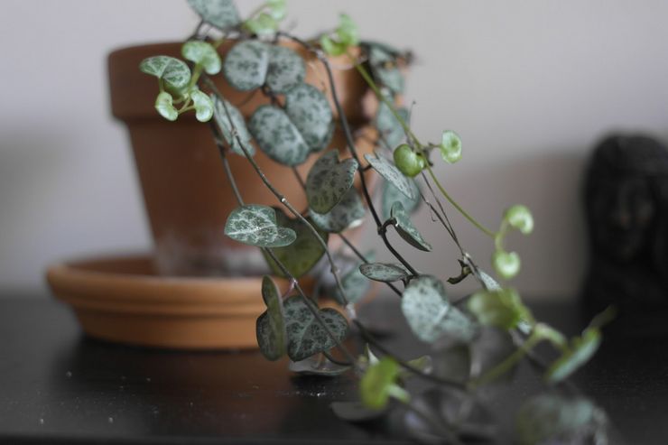 Οικιακή φροντίδα για κηροπηγία