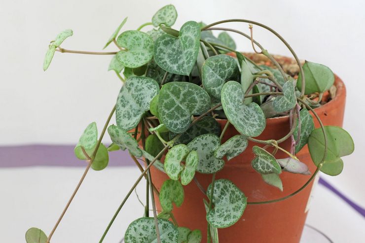 Καλλιέργεια κηροπηγίας