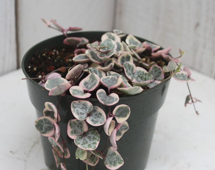 Έδαφος για την καλλιέργεια της κεροπεγίας