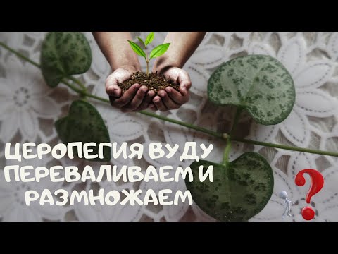 Διασχίζω το εσωτερικό λουλούδι Ceropegia Woodii και το πολλαπλασιάζω με μοσχεύματα βλαστών σε νερό