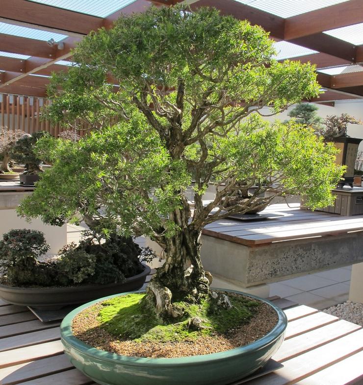 kasvi on kosteutta rakastava ja vaatii sen vuoksi säännöllistä kastelua