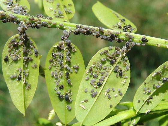 kirvahoidot hedelmäpuissa
