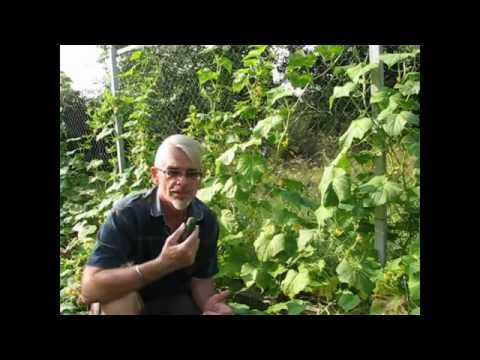 Horké uhorky? Sú v strese.