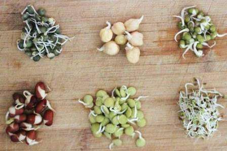 Čo je skarifikácia osiva Skarifikácia domáceho semena - foto a video