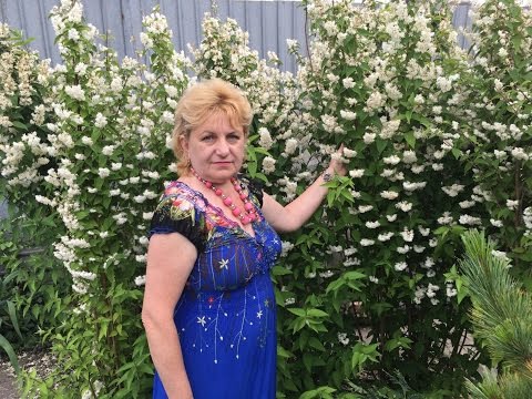 CHUBUSHNIK - MIRACLE - BUSH. Dyrkning, pleje, plantning, vanding, reproduktion, blomstring