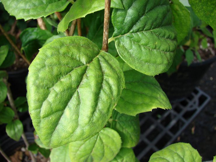 Reproduktion af chubushnik