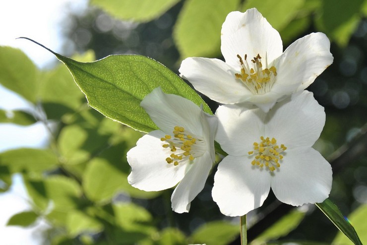 Chubushnik - plantning og pleje i det åbne felt. Dyrkning af en chubushnik, formeringsmetoder. Beskrivelse, typer. Foto