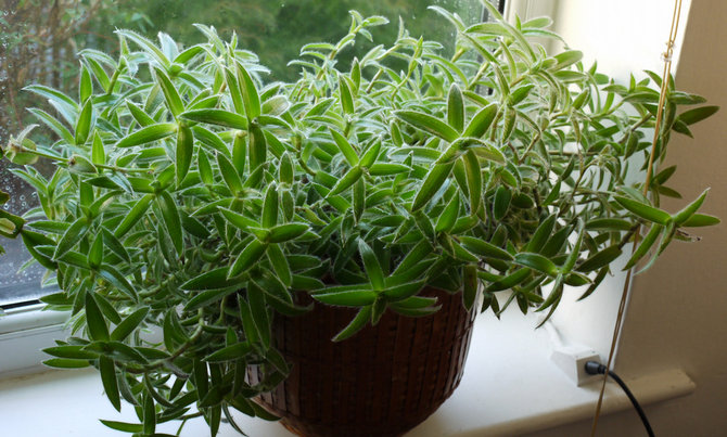 Hjemmepleje til cyanotis