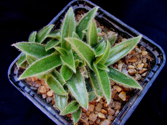 Luftfugtighed betyder ikke meget for cyanotier