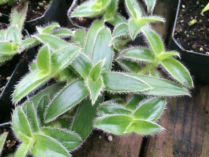 Det er nødvendigt at fodre cyanotis 2 gange om måneden.