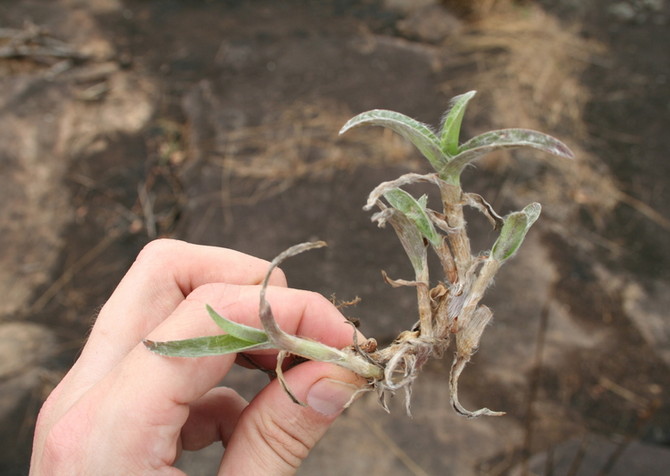 Reproduktion af cyanotis