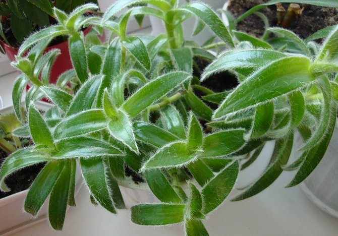 Cyanotis - hjemmepleje. Cyanotis dyrkning, transplantation og reproduktion. Beskrivelse, typer. Foto