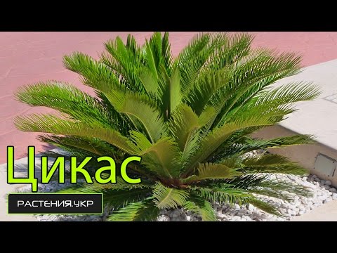 Οικιακή φροντίδα Tsikas / Παλάμη εσωτερικού χώρου