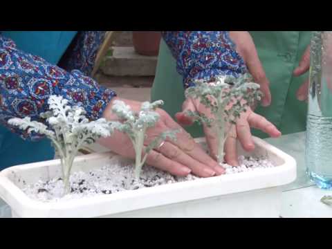 Skæring af cineraria og irezin