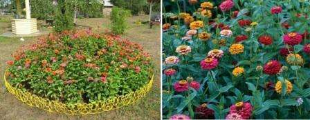 blomsterbed med zinnia