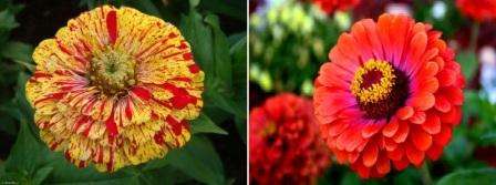 Vent, indtil dine spirer er cirka 10 cm høje, og transplanter dem derefter i en separat gryde.