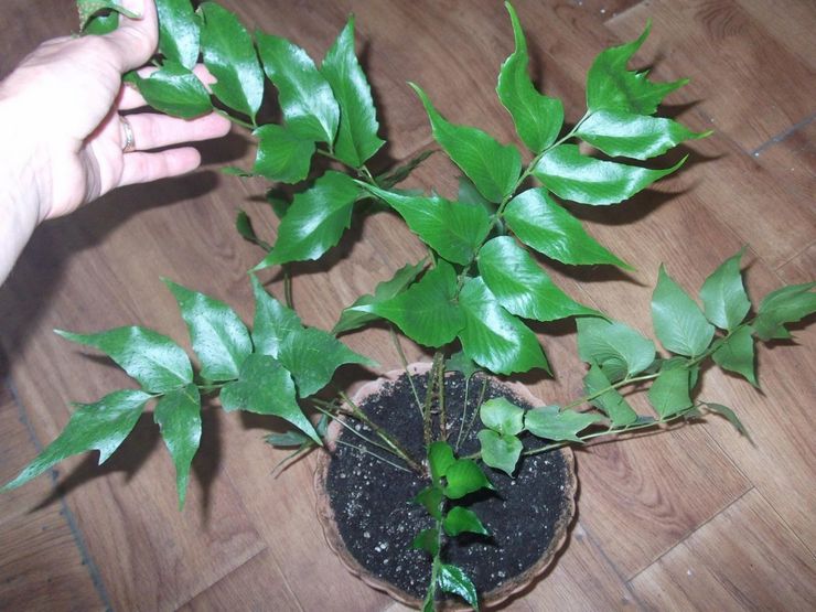 Hjemmepleje til cytomium