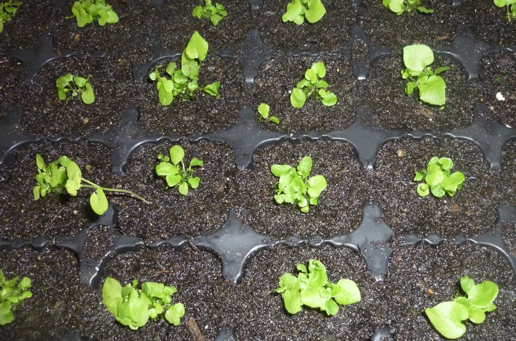 Reproduktionsmetoder for cytomium