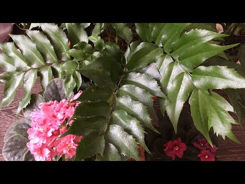 Fern Cyrthomium. Omsorg. Cyrtomium falcatum Rochfordianum japansk.