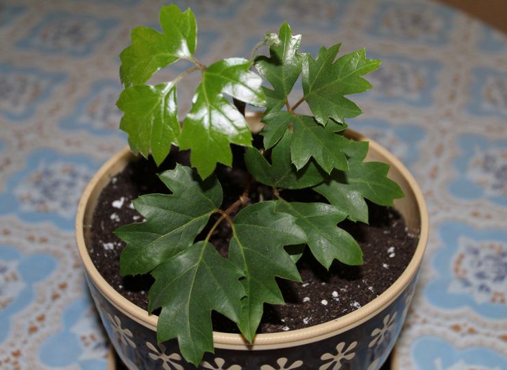 Cissus -transplantation