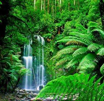 Spathiphyllum. Vlasť rastliny Vlasť izbovej rastliny spathiphyllum. Starostlivosť, popis, video