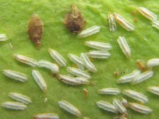 Mørke pletter på plantens blade og stilke angiver nederlaget for spathiphyllum med en skorpe. Lou