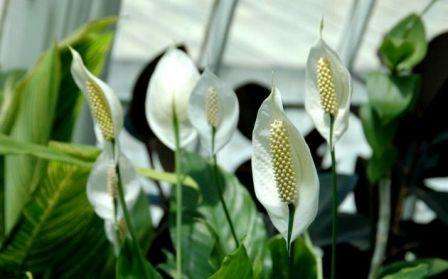 Pattifillum: spidser af blade tørre, hvad skal man gøre Sådan plejer du spathiphyllum derhjemme, så den blomstrer