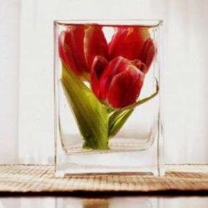 Kvety v majstrovskej triede glycerínu Uchovávanie kvetov v glyceríne. Video a majstrovská trieda