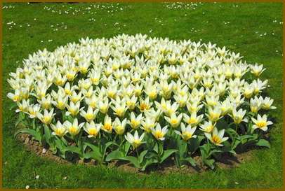 Kukkapenkin järjestäminen sivuston alueelle voi toimia paitsi koristeena ja miellyttävän aromin lähteenä, mutta myös auttaa piilottamaan joitain vikoja, kuten epätasaista maaperää tai ei