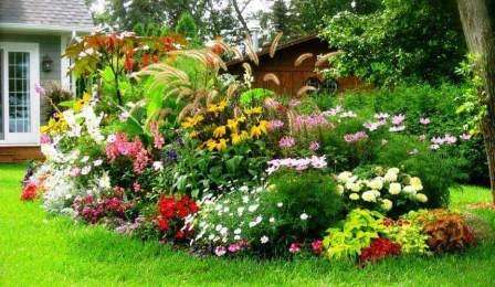 Vaatimattomat kasvit juurtuvat helposti mihin tahansa puutarhan kukkapenkkiin sekä talon lähellä olevaan varjoon, maaperään, jolla on ongelmallinen maaperä ja kesällä lisääntynyt kuivuus. Ne eivät jäädy talvella, eivät ole alttiita sairauksille eikä tuholaisille.